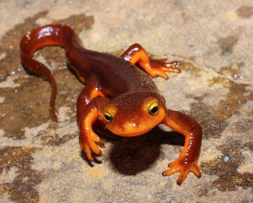 Newt vs Salamander: The Tale of Two Amphibians!