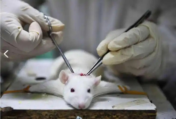 How Many Animals Die From Animal Testing? A Global Perspective on the Numbers and Regions