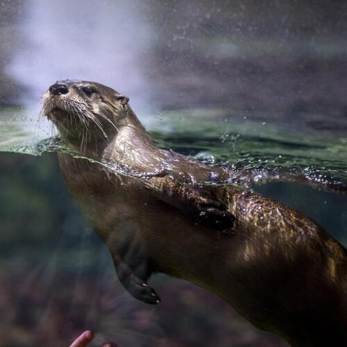 River Otter vs Sea Otter: A Comprehensive Comparison of Two Fascinating Species