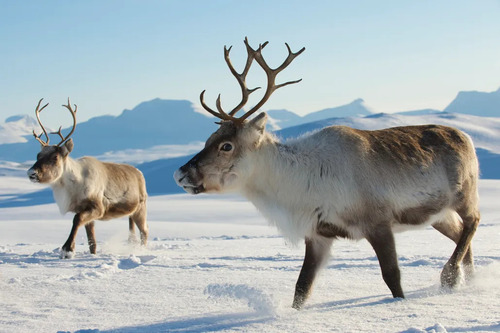 Reindeer vs Caribou: A Tale of Two Adaptations in the North