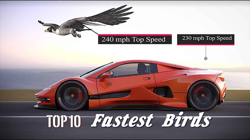 Top 10 fastest birds on earth