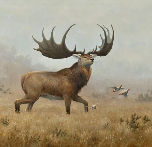 Battle of the Giants: Irish Elk vs Moose – A Comparative Journey