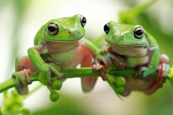 what is the scientific name of the australian animal that drastically changes its appearance