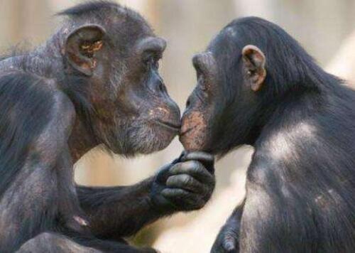 Love Knows No Bounds: Exploring Homosexual Behavior in the Animal Kingdom