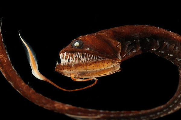 Dragonfish vs Fangtooth – Which is the Most Awesome Predator of the Deep?