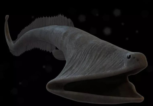 Terrifying overlords of the deep: Swallowing eels dominate the ocean depths