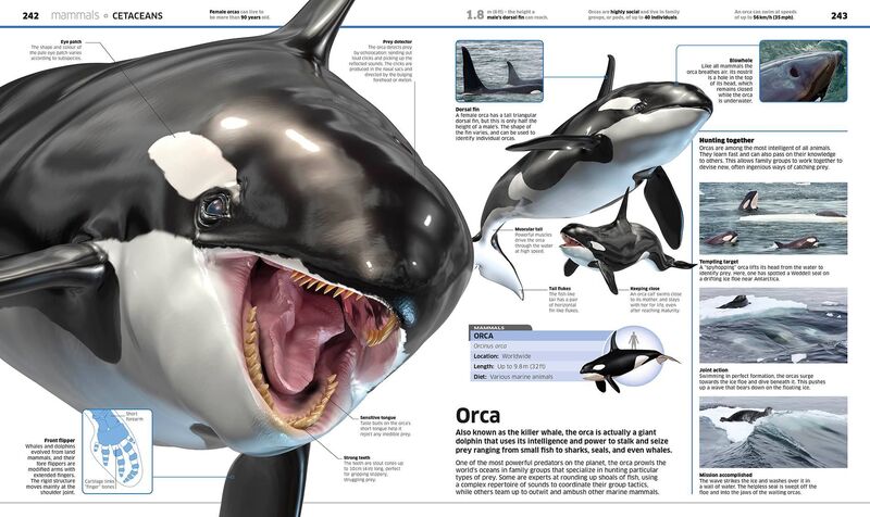 Where Are Orca Eyes? A Detailed Look At Orca Anatomy