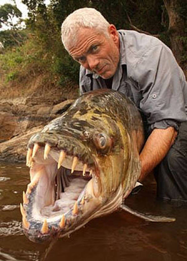 Top 10 Most Terrifying “Devil Fish”: The Ferocious Piranha of South America