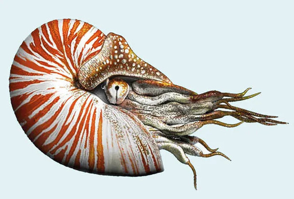 Ancient Deep-Sea Creatures: The Living Fossils of the Ocean Depths