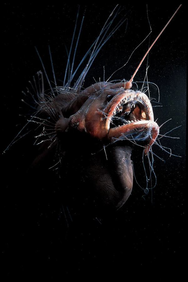 Unveiling the Horrors of the Deep: Strange Creatures of the Abyss