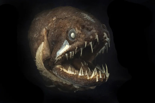 The Battle of the Deep: Dragonfish vs Gulper Eel – A Terrifying Showdown Between Two “Devil Fish”