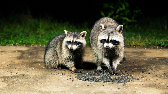 raccoon-science-GettyImages-1385415518.jpg