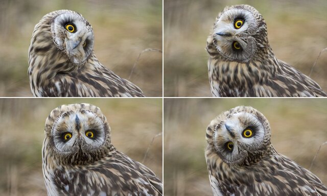 Owl-turns-its-head.jpg