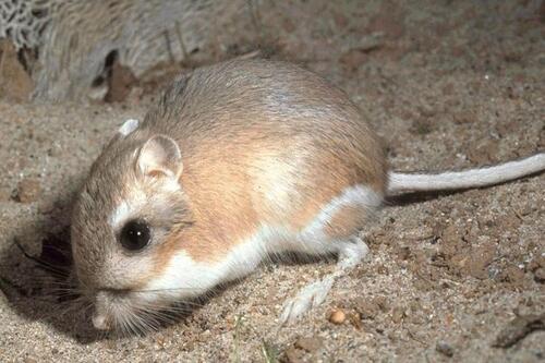 What Animal Does Not Drink Water? Discovering the Desert-Dwelling Creatures with Unique Adaptations