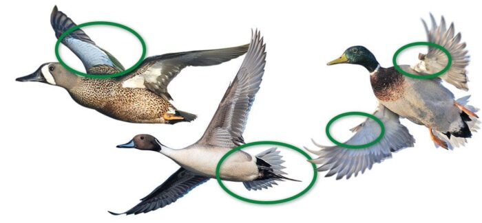 Can Ducks Fly? A Comprehensive Guide to Duck Flight and Adaptations