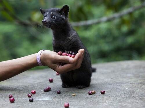 What Animal Eats Coffee Beans and Poops It Out? The Story of Kopi Luwak