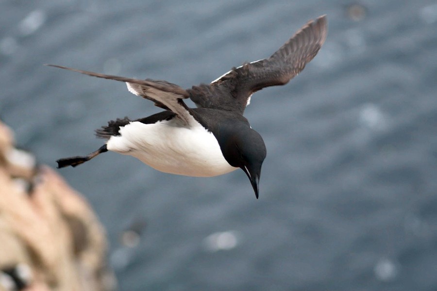 Can Penguins Fly? A Detailed Exploration of Penguin Flight Capabilities