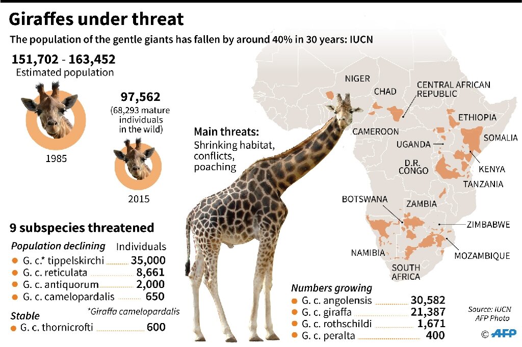 Is a Giraffe an Endangered Animal? A Comprehensive Look at Giraffe Conservation