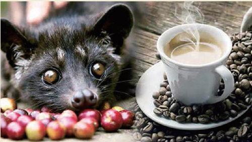 The Discovery of Civet Coffee: How Animals Eat Coffee Beans and Poop Them Out