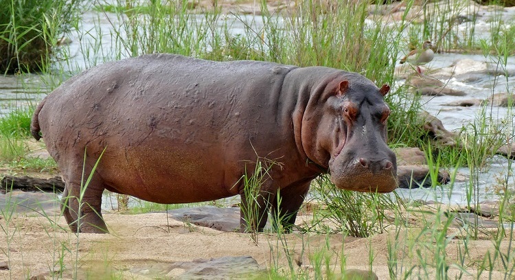 Is a Hippo a Land Animal? A Comprehensive Exploration of Hippo Habits and Habitats