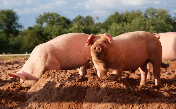 What Animal Can’t Look Up? A Fascinating Look at Pigs and Their Unique Anatomy