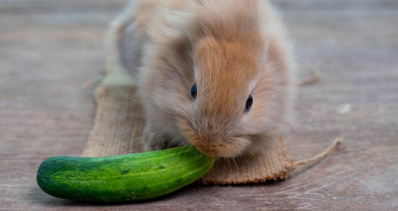 Can Rabbits Eat Cucumber? A Comprehensive Guide to Rabbit Nutrition and Cucumber Safety