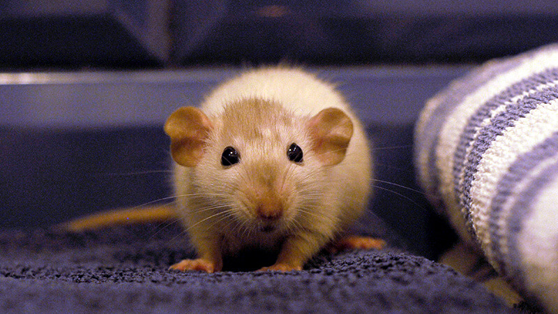 How Long Do Rats Live? A Detailed Look at Rat Lifespan and Factors Affecting It