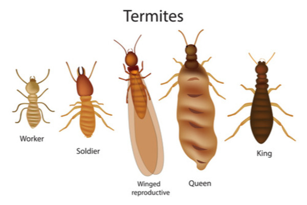 What Animal Chews on Wood? Exploring the World of Wood-Eating Creatures