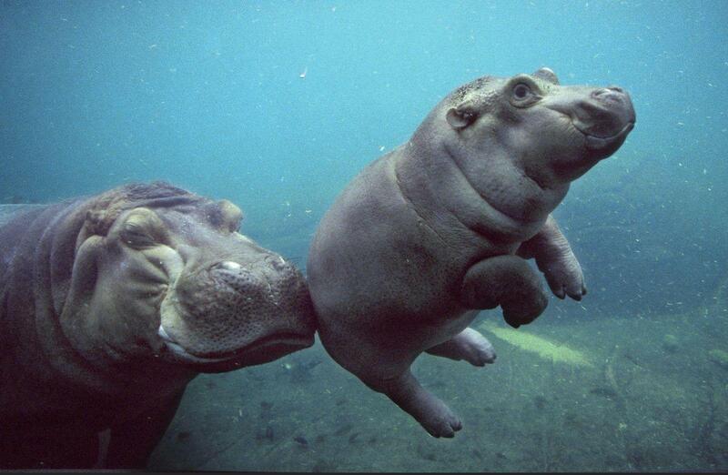 Can Hippos Swim? A Comprehensive Look at the Swimming Abilities of Hippopotamuses