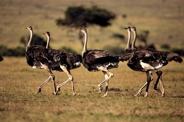 What Animal Buries Their Head in the Sand? Uncovering the Truth Behind This Common Myth