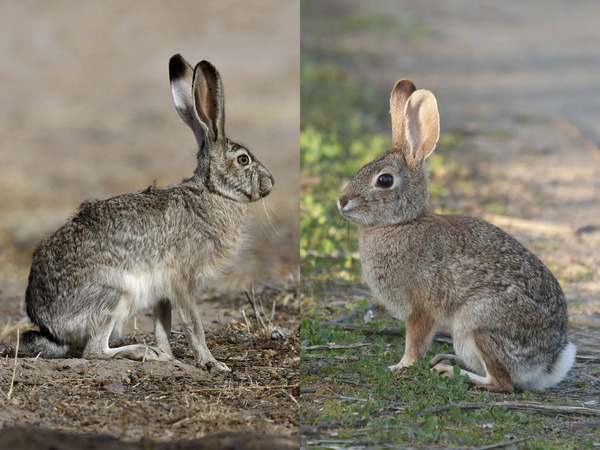 Rabbits vs Hares: The Differences!