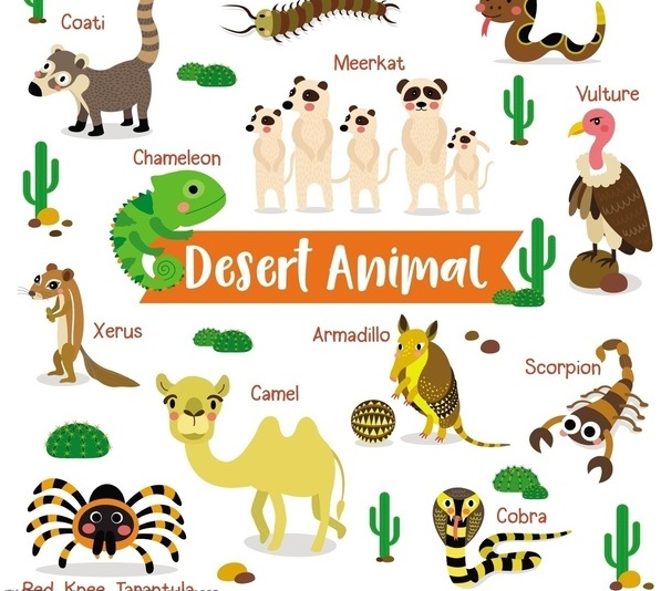 What Adaptations Do Animals Have in the Desert? A Look at Survival Strategies in Harsh Environments