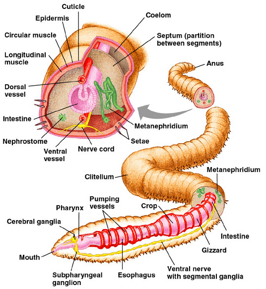 What Animal Has 13 Hearts? The Surprising Anatomy of Earthworms