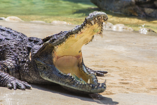 What Animal Can Open Its Mouth the Widest? Exploring the Jaw-Dropping Animals of the World