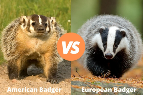 American Badger vs European Badger: A Comprehensive Comparison