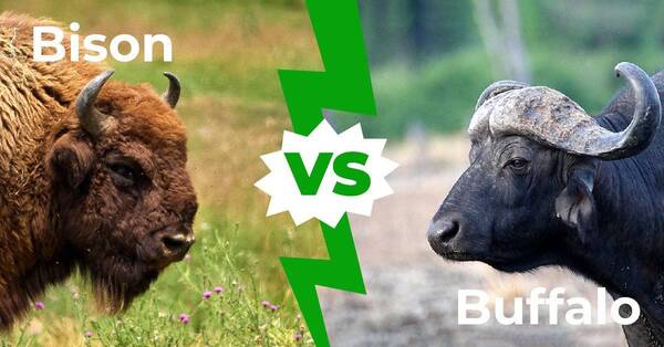 Bison vs Buffalo: The Ultimate Showdown