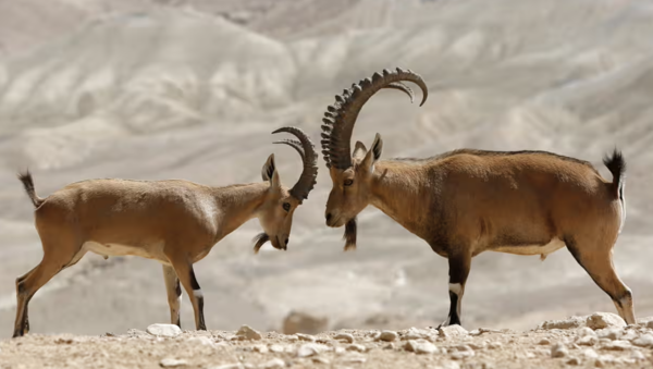 What Animal Has Spiral Horns?