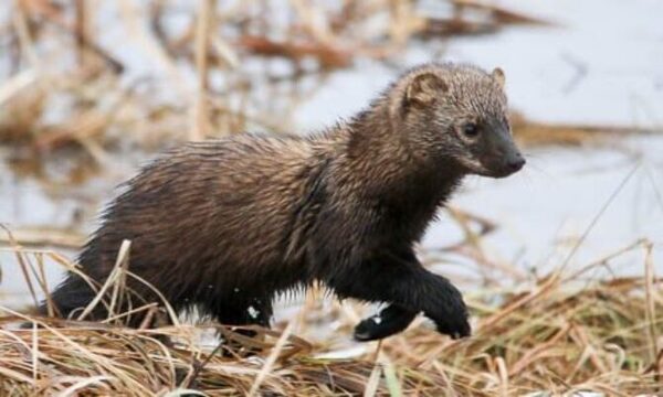 What Other Animal Looks Like a Fisher Cat? Exploring Look-Alikes and Similarities