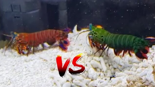 Giant Mantis Shrimp vs Super-Red Mantis Shrimp: Epic Battle