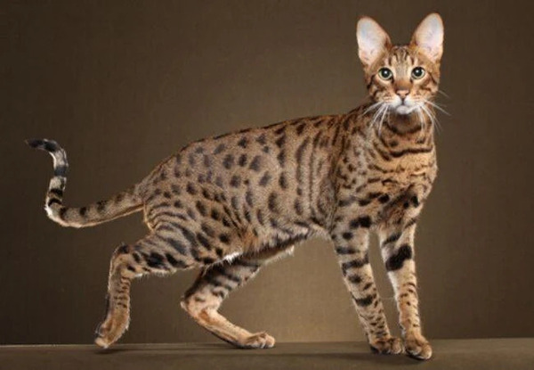 Savannah Cats: The World’s Tallest Domestic Cat