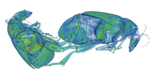 The Fascinating Mating Behavior of Male Weevils: The Role of Spines on Their Genitalia