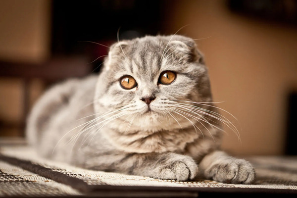 What Are the Benefits of Spaying or Neutering Your Cat and When Should You Do It?