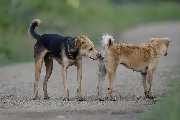 Why Do Animals Smell Each Other's Genitals Before Mating? A Comprehensive Exploration