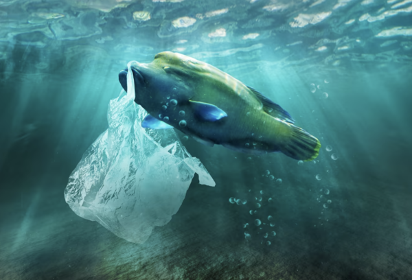 How Many Animals Die From Plastic Pollution: A Growing Environmental Crisis