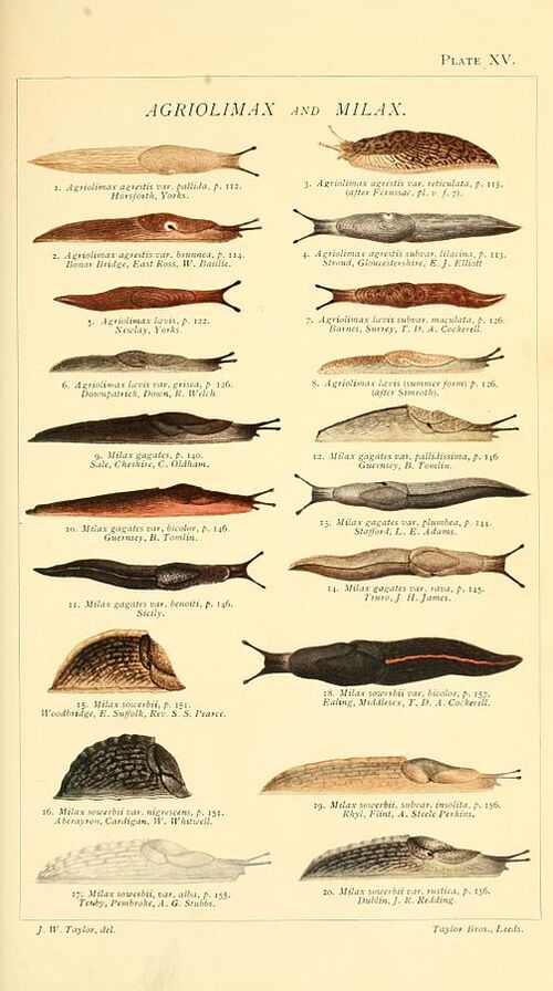 What Animal Eats a Slug? A Comprehensive Guide to Slug Predators