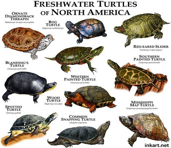 What Animals Do Turtles Eat? A Comprehensive Guide to Turtle Diets