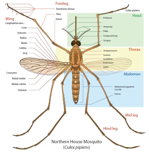 What Animals Do Mosquitoes Eat? Understanding Mosquito Diets