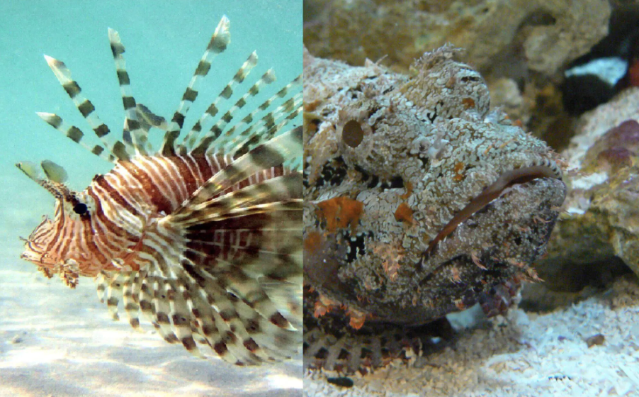 Lionfish vs. Stonefish: The Ultimate Comparison