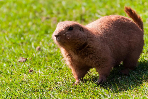 What Does a Gopher Look Like? A Detailed Guide to This Burrowing Animal