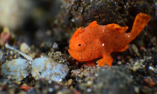 Frogfish: The Master of Disguise in the Ocean